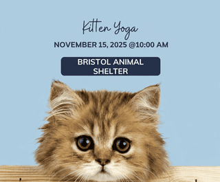 Kitten Yoga Donation